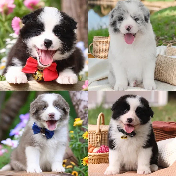 宝哥聊边牧边牧宠物活体狗狗小狗幼犬边牧小狗