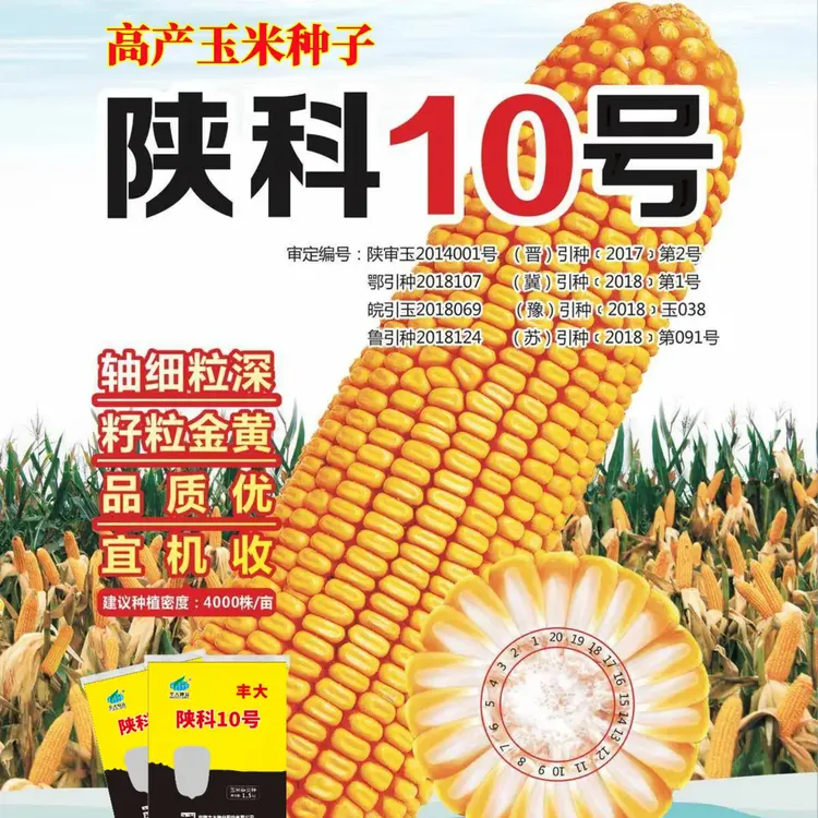 陕科10号正品高产玉米种子矮杆大棒抗倒抗病抗旱农科院新品种杂交