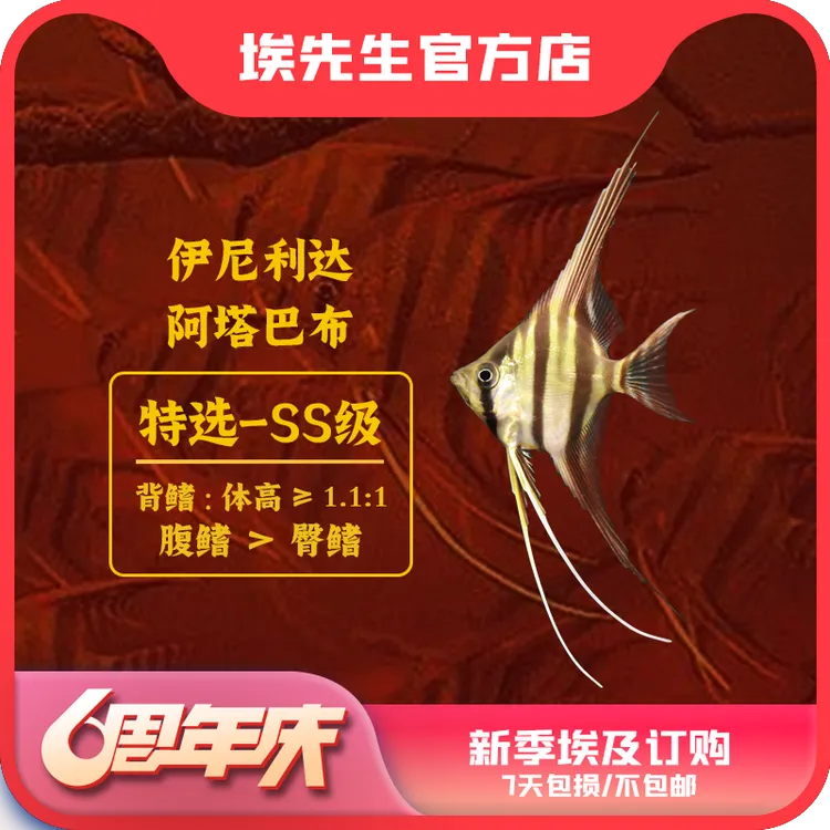 六周年庆新季埃及神仙鱼伊尼阿塔6只以上订购（入缸7天包损不包邮）