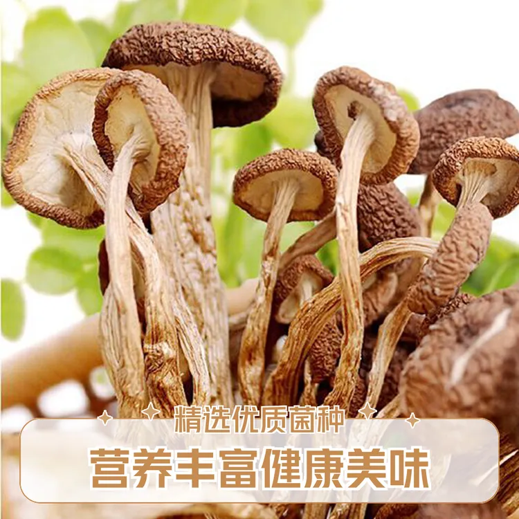 小壶天安徽黄山无添加茶树菇不开伞茶树菇干货新鲜农家茶树菇