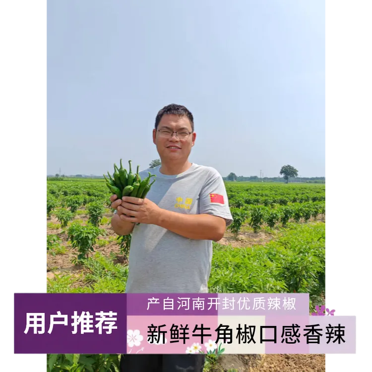 2025年河南开封**核动力驴**家新鲜辣椒（牛角椒）