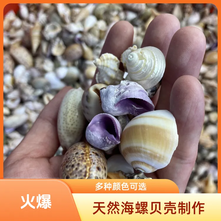 进口天然海螺贝壳手工diy，鱼缸造景，益智玩具创意饰品，寄居蟹换壳