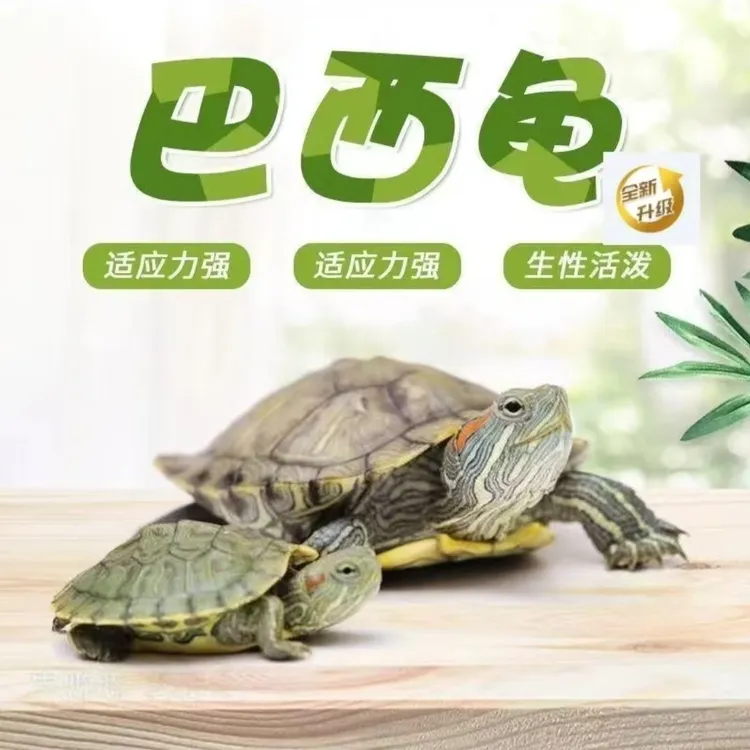 【每只3-4厘米】4只一盒巴西龟小乌龟活物活体萌宠物观赏家养水龟