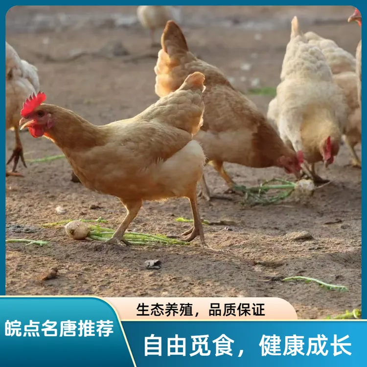 【皖点名唐】皖南土鸡农户林下散养纯粮喂养老母鸡/仔公鸡