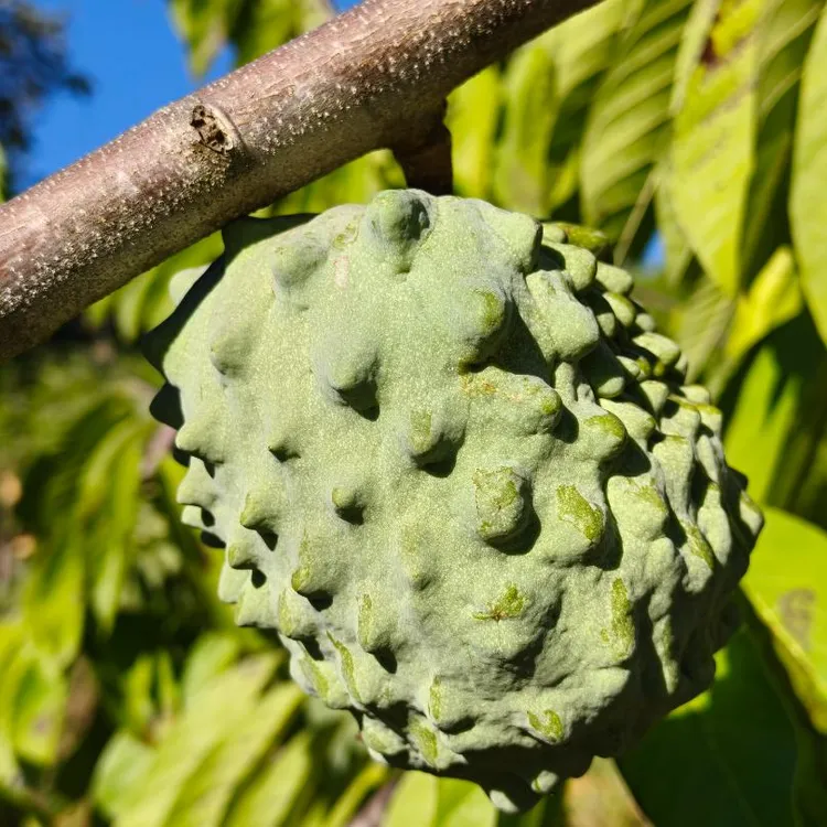 云南普洱大芦山新鲜包邮牛奶凤梨释迦果当季热带水果香甜软糯