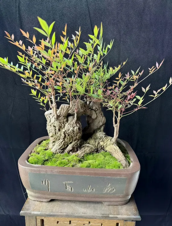 高端蓝天竹盆景付米专用  好养易活 可观赏桩型又观赏叶子