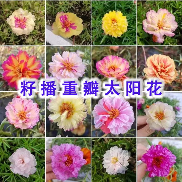重瓣结籽太阳花种子 花卉种籽种苗播种结种子太阳花