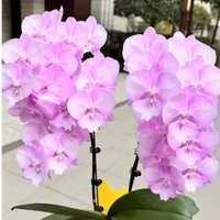贵族品种 爆花3-5花剑 【神仙姐姐】蝴蝶兰花期超长花色自带仙气