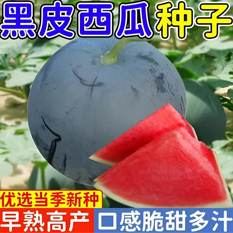 懒汉巨型黑龙无籽西瓜种子特大高产早熟薄皮四季种植黑皮西瓜种子