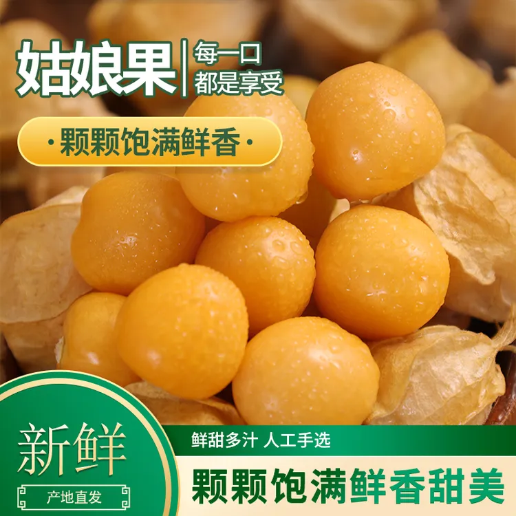 【现摘现发】云南姑娘果菇娘果洋菇娘灯笼果香甜菇娘果云南姑娘果