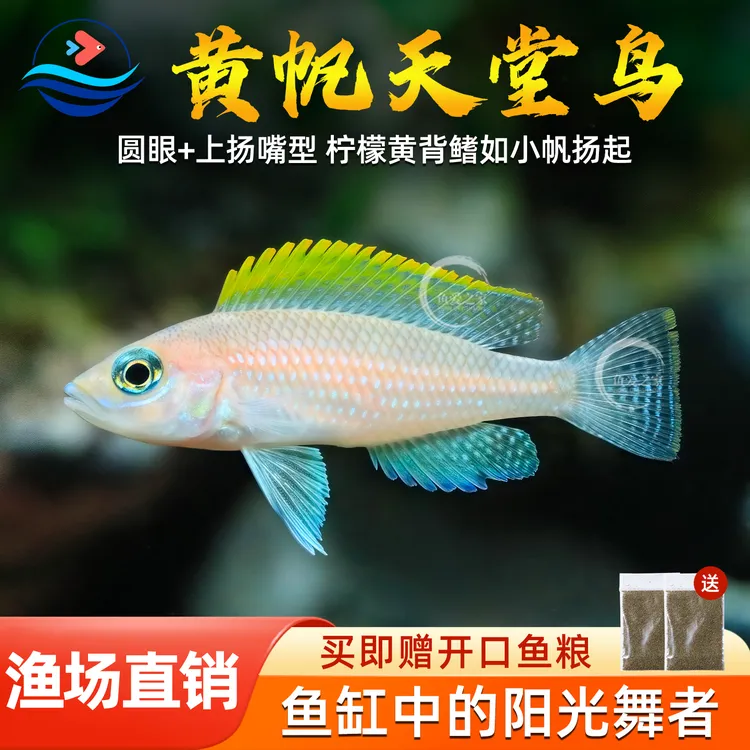 黄帆天堂鸟活体鱼坦鲷热带观赏鱼水族淡水宠物三湖慈鲷短鲷小型鱼
