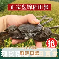 【全母活蟹】盘锦河蟹 （1.3-1两）到手母蟹（16-20）只  稻田蟹新鲜发货
