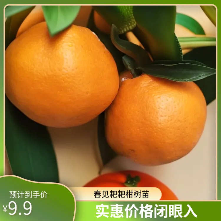 春见耙耙柑树苗爱媛38号树苗果冻橙沃柑纽荷尔脐橙甘平树苗裸根苗