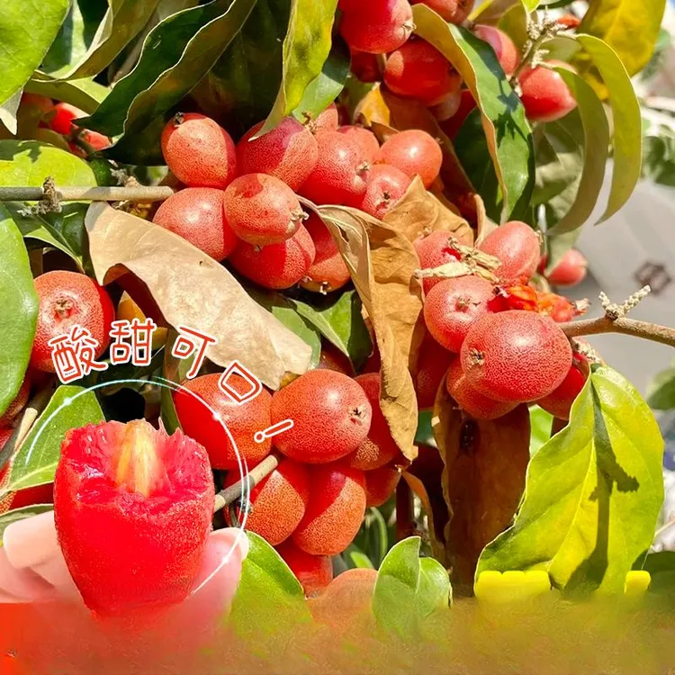 （装）羊奶果新品纯甜特大耐寒高产果苗盆栽地栽当年结果南北方