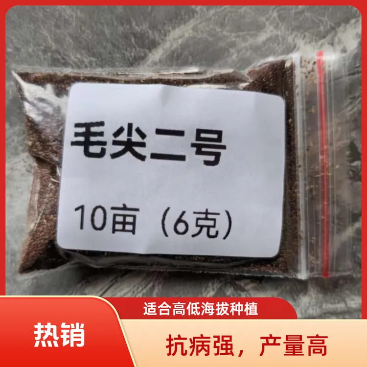 裸种毛尖二号抗病强，不易挂灰