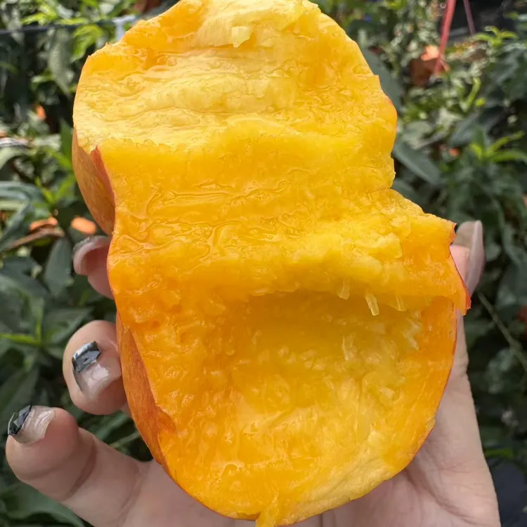 【顺丰快递】【新下树露天】黄金油蟠桃9号脆甜多汁夏季新鲜水果蟠桃