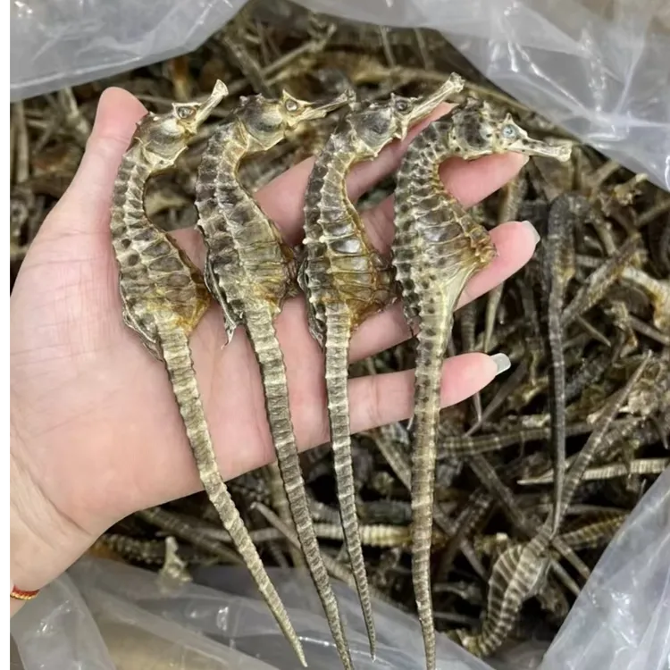 【正品】海干货马馬泡酒煲汤料茶 姜