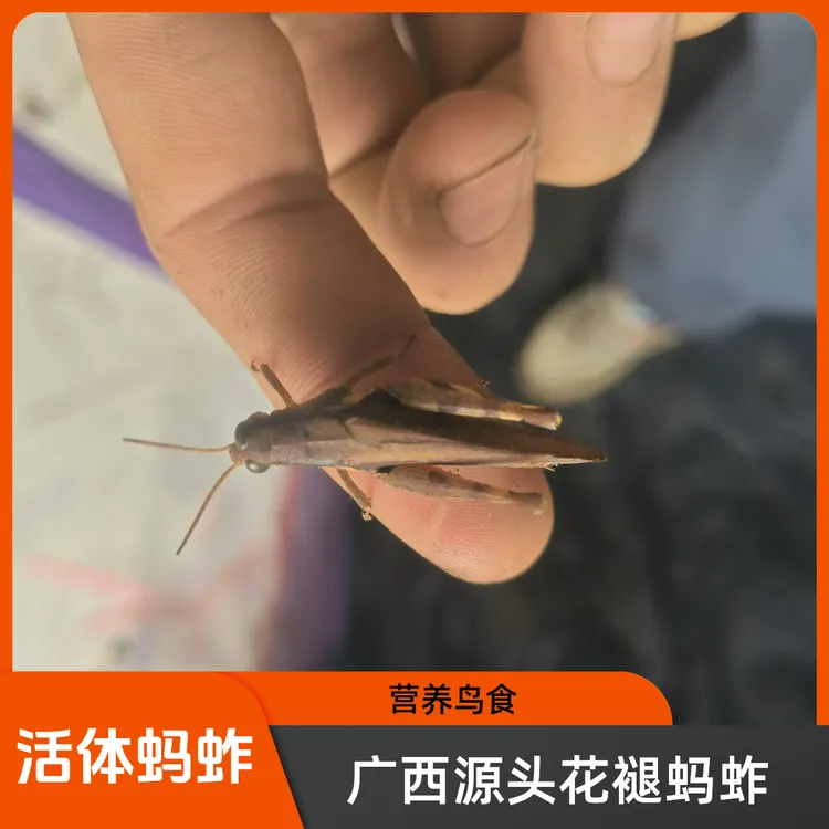 大只花腿蚂蚱母活体昆虫高营养鸟食饲料耐养适合画眉鸟等