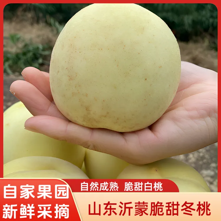 山东沂蒙脆甜冬桃应季自然成熟白桃甜度高口感好高山果园农家自种