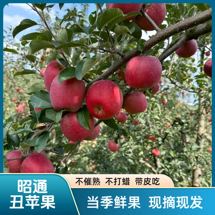 云南昭通冰糖心丑苹果脆甜多汁现摘新鲜水果产地直发