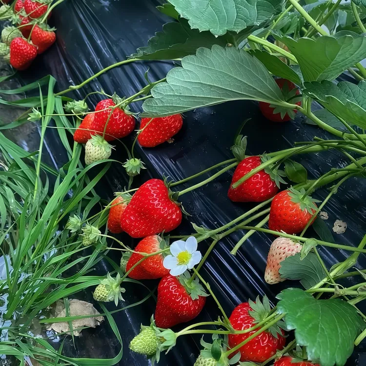 红颜淡雪隋珠玄玉草莓苗盆栽黑珍珠带土苗秧奶油阳台种植四季结果