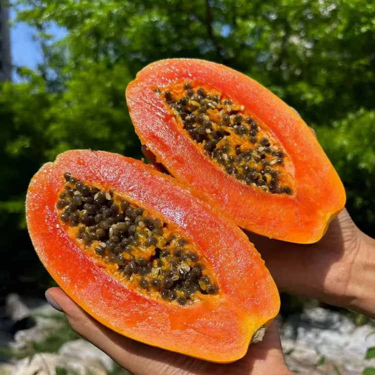 牛奶木瓜海南三亚口感丝滑细致清甜香浓产地直发应季水果顺丰上门