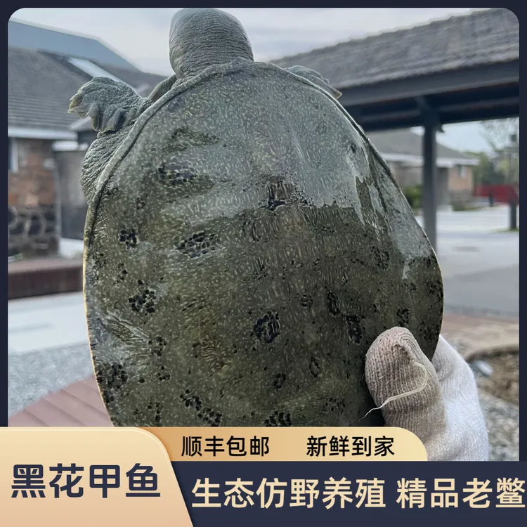 【精品黑花甲鱼】 鲜活野外生态放养黑花甲鱼团鱼水鱼中华老鳖顺丰
