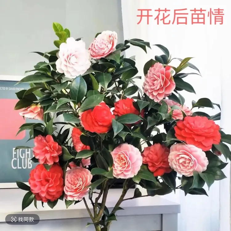 80cm-1米五色赤丹山茶花原盆原土带花苞发