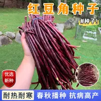 【全店满5包包邮】红豆角种子特长春秋高产品种紫红豇豆种子耐热