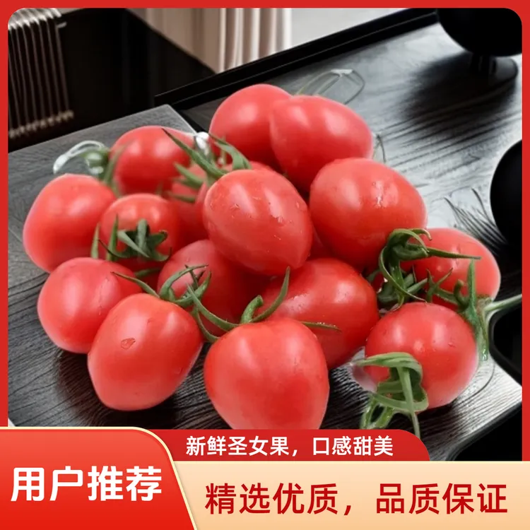 广西新鲜圣女果千禧果小番茄高原盐碱地应季蔬菜水果现摘小西红柿