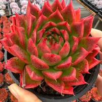9#练霓裳开播宠粉体验版多肉植物   前男友精品多肉 SM1045