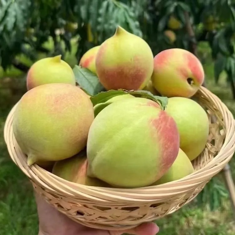 德乡礼·四川高山桃子新鲜现摘鹰嘴桃脆甜多汁应季水果（顺丰直发）