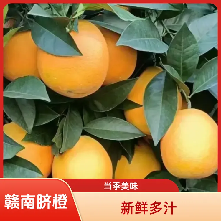 正宗赣南脐橙产地直发香甜可口