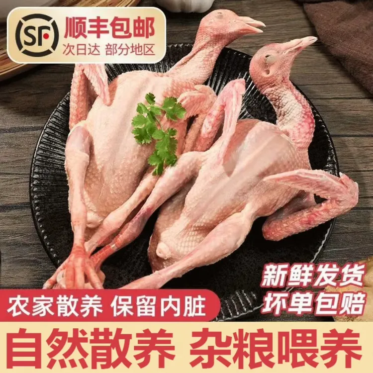 农家散养富硒鸽子肉煲汤滋补纯粮喂养现宰现杀