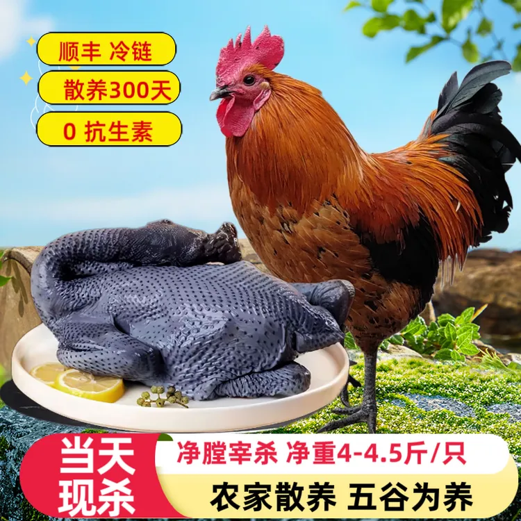 四川农家散养公鸡壮年跑山公鸡4.5斤/只