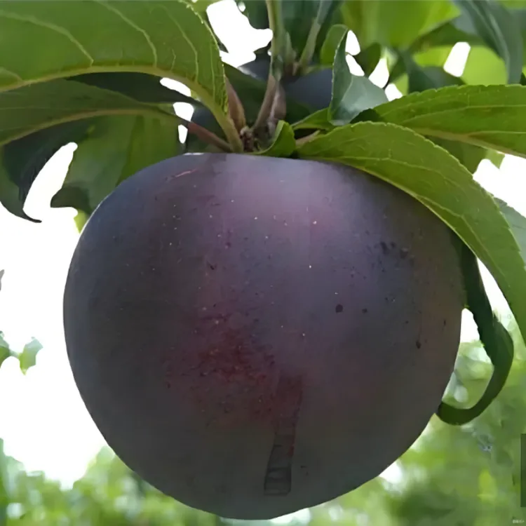 嫁接黑霸王李子树苗贵州云南四川南北方种植抗寒抗旱盆栽地栽早熟