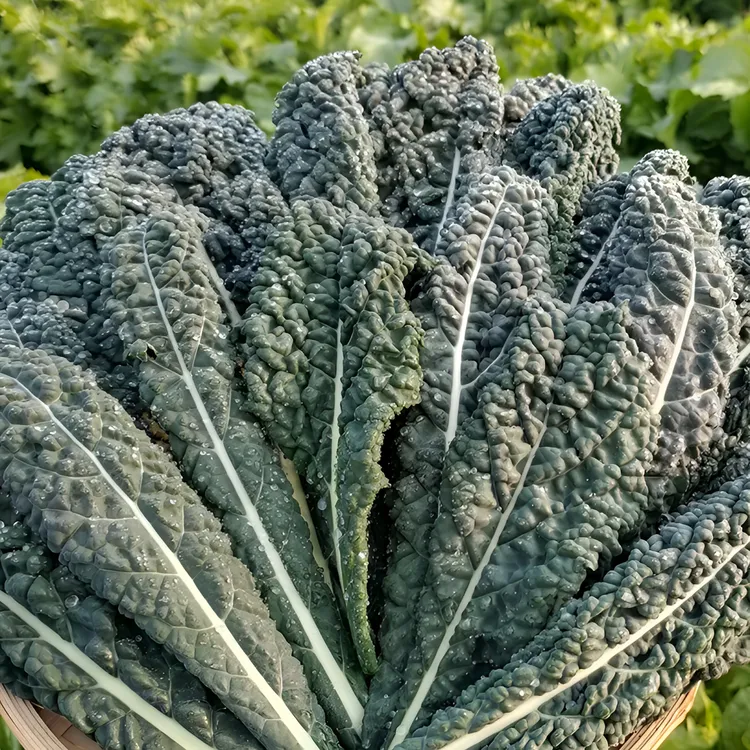 【皱叶菜种子】家庭盆栽地栽小院种植四季秋冬种植