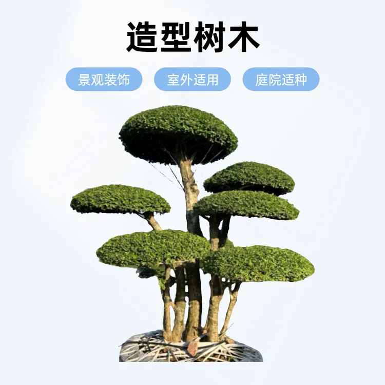 对节风景树绿植白蜡盆景对节白蜡对节白蜡造型景观树庭院景观花卉