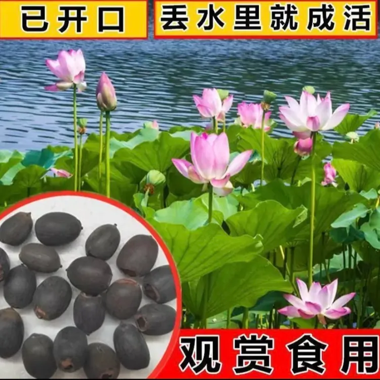 【L】水培荷花种子家庭阳台小院盆栽地栽四季种植开满盆商品图