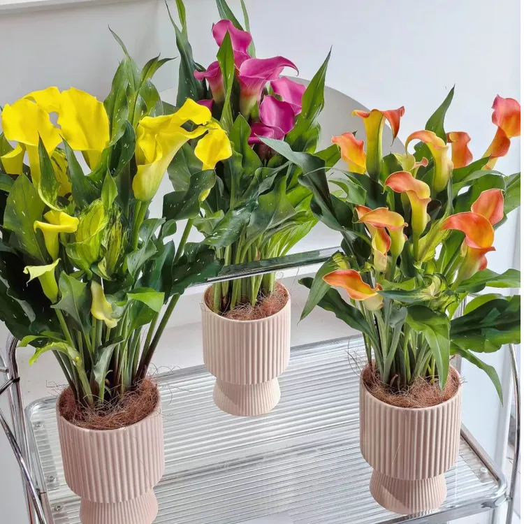 多彩色马蹄莲盆栽带花苞发货室内室外观花植物养护开养美观