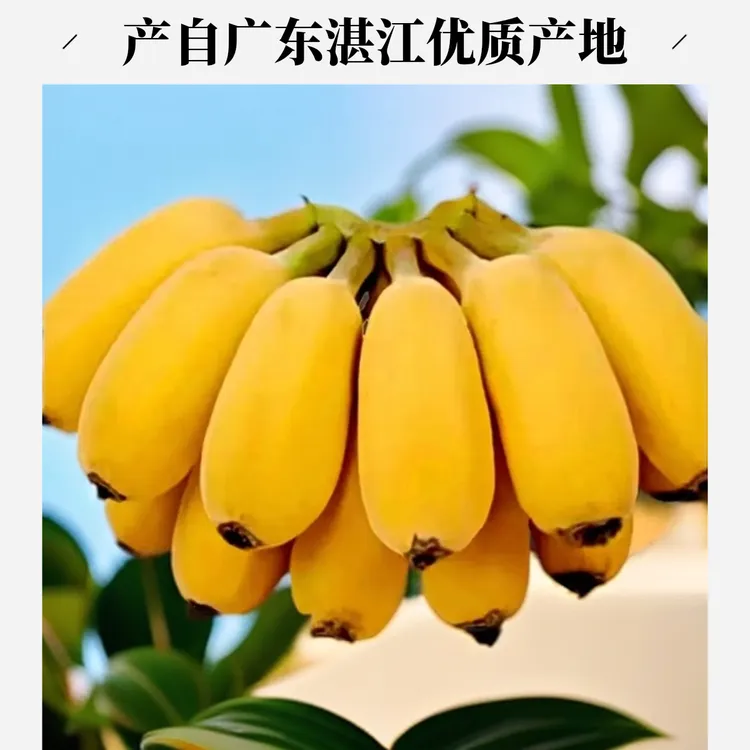 东地道苹果蕉现摘果清甜软糯青粉1斤当季新鲜水果适合产妇孕妇食