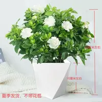 【菱形盆】栀子花室内桌面盆栽四季花卉好养净化空气
