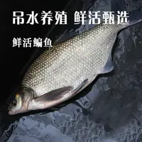 【吊水鱼】鲜活吊水鳊鱼 500-600g