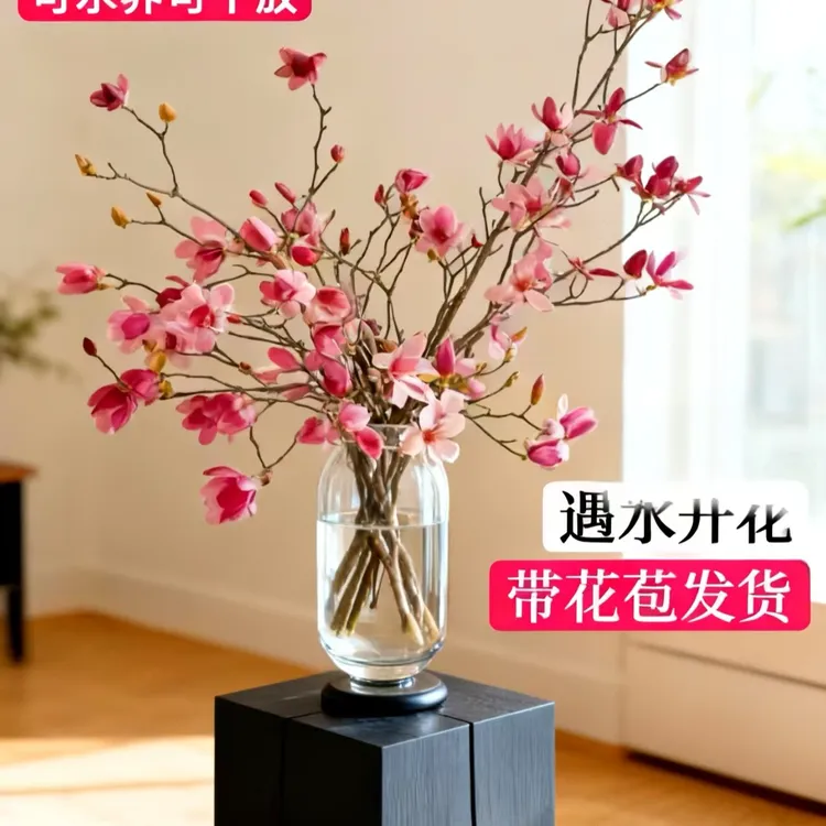 南召道地鲜切玉兰枝条水培带花苞发货遇水开花室内绿植浓香型