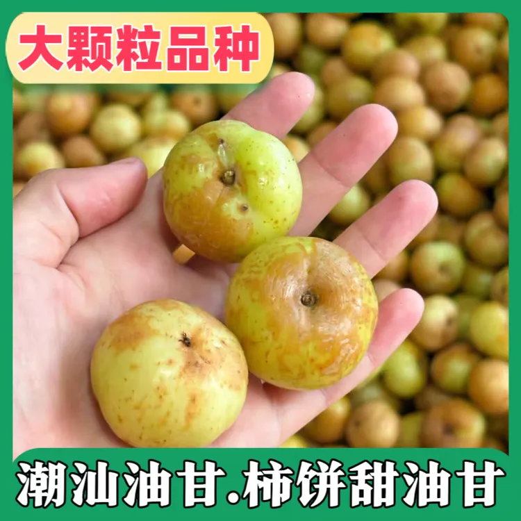 柿饼甜油甘潮汕特产生吃推荐酥脆无渣余甘果原味油甘产地采摘