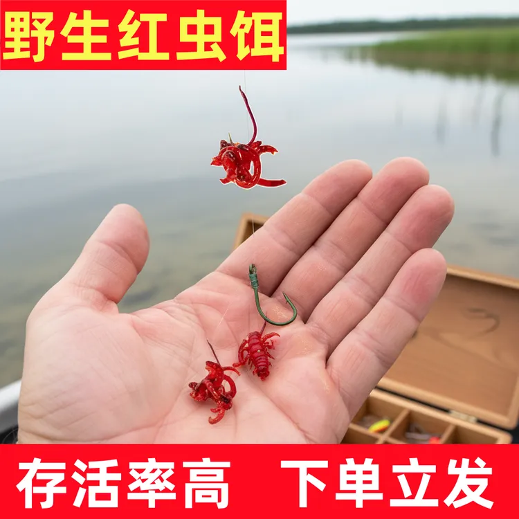 【带营养土发货】【精品虫皇巨无霸】红虫野钓黑坑冬季钓鱼必备饵料