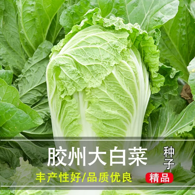杂交大白菜种子高产好吃耐储运申荣黄金65大白菜种子叠抱白菜种籽