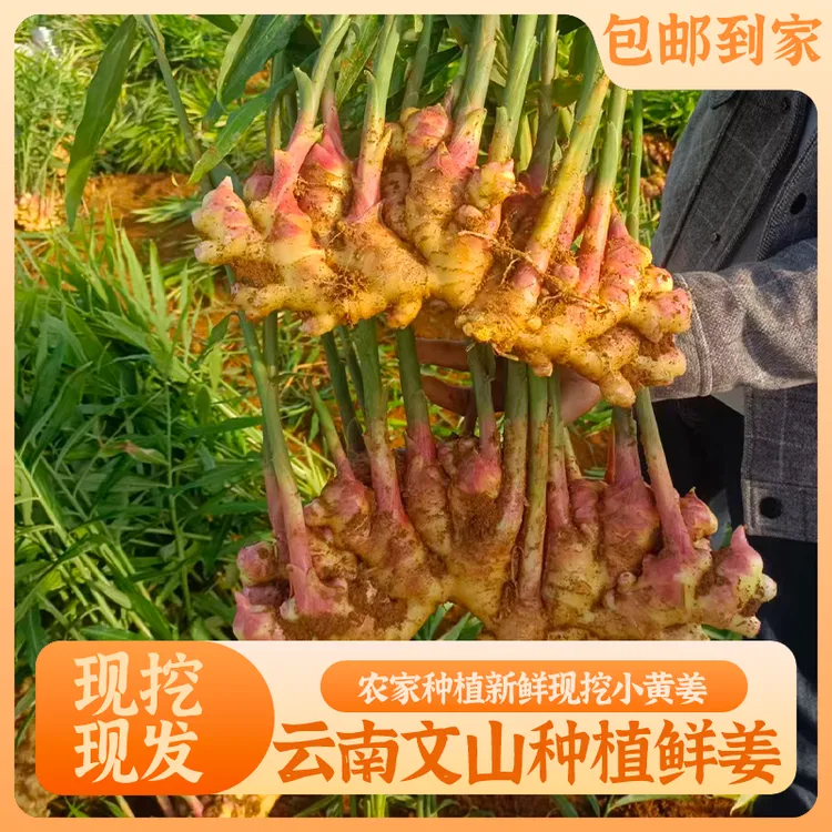 云南小黄姜新鲜现挖嫩姜姜味十足清脆爽口基地直发