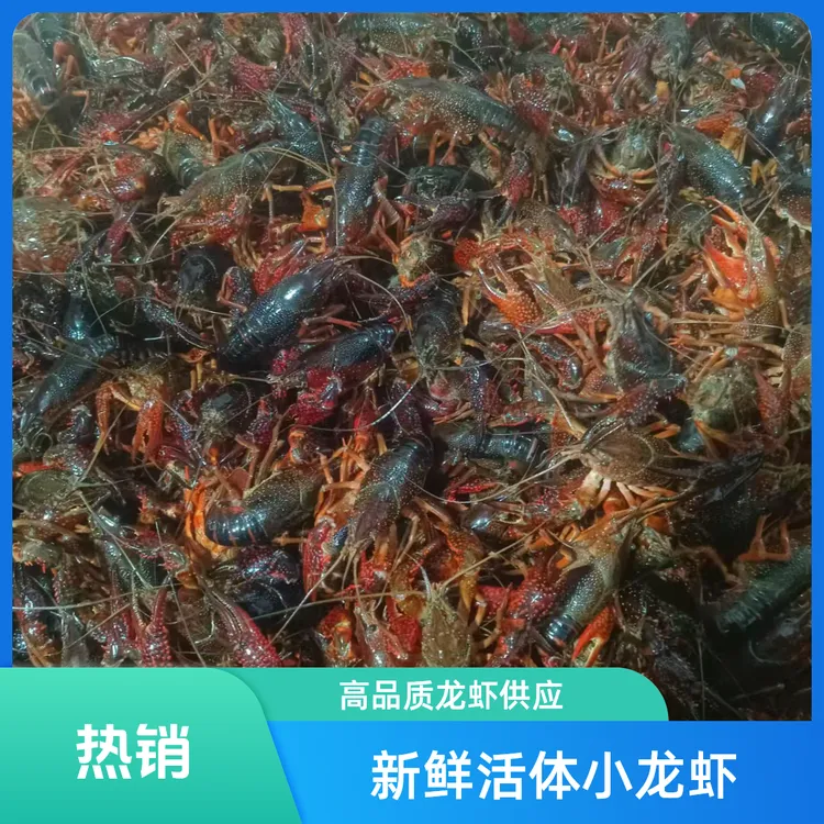 【789钱全母龙虾】江苏金湖顺丰发货管四小龙虾鲜活小龙虾