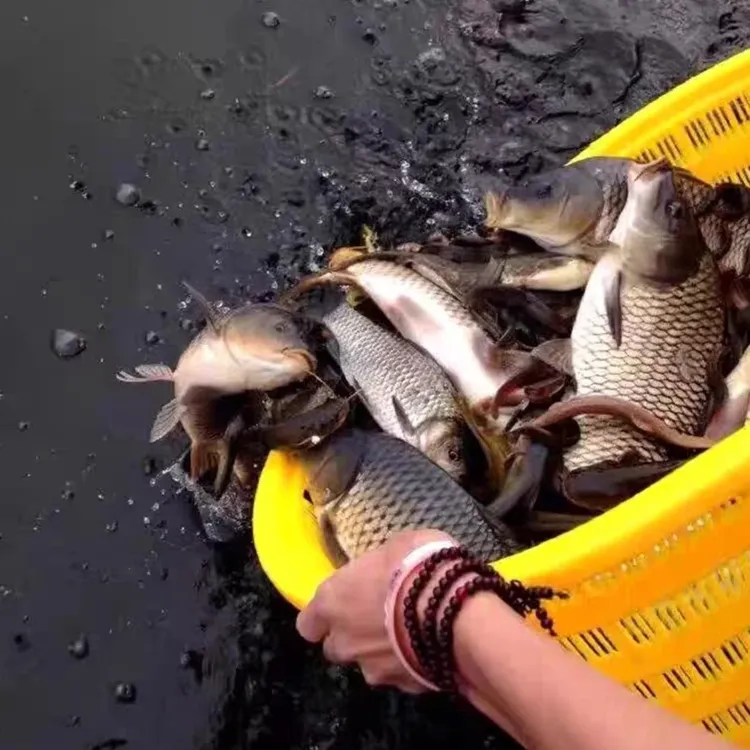 随缘随喜护生鲫鱼鲤鱼泥鳅饲料等